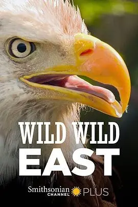 《狂野东部》：荡气回肠的草莽逆袭与揭秘空难真相，一部充满野性与命运纠葛的史诗